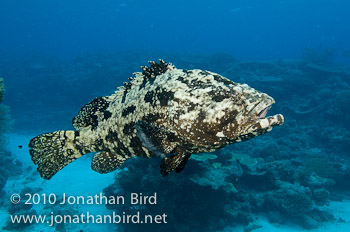 Brown-marbled Grouper [Epinephelus fuscoguttatus]