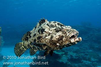 Brown-marbled Grouper [Epinephelus fuscoguttatus]