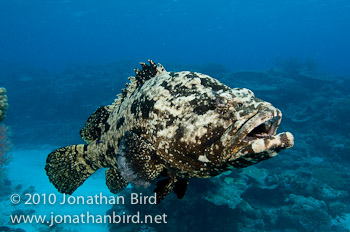 Brown-marbled Grouper [Epinephelus fuscoguttatus]