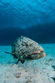 Potato Grouper [Epinephelus tukula]