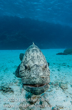 Potato Grouper [Epinephelus tukula]