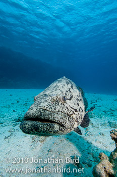 Potato Grouper [Epinephelus tukula]