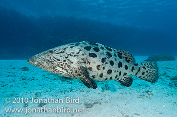 Potato Grouper [Epinephelus tukula]