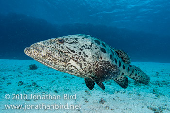 Potato Grouper [Epinephelus tukula]