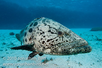 Potato Grouper [Epinephelus tukula]