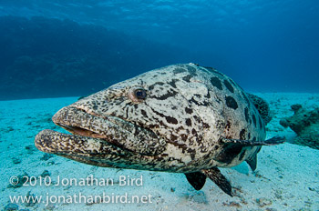 Potato Grouper [Epinephelus tukula]