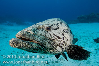 Potato Grouper [Epinephelus tukula]