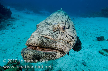 Potato Grouper [Epinephelus tukula]