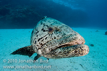 Potato Grouper [Epinephelus tukula]