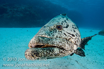 Potato Grouper [Epinephelus tukula]