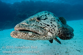 Potato Grouper [Epinephelus tukula]