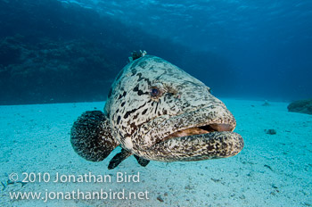 Potato Grouper [Epinephelus tukula]