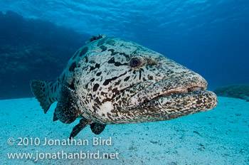 Potato Grouper [Epinephelus tukula]