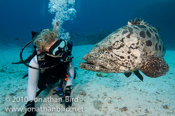 Potato Grouper [Epinephelus tukula]