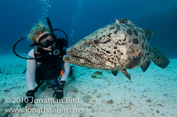 Potato Grouper [Epinephelus tukula]