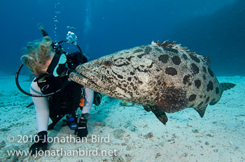 Potato Grouper [Epinephelus tukula]