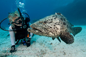 Potato Grouper [Epinephelus tukula]