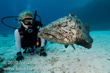 Potato Grouper [Epinephelus tukula]