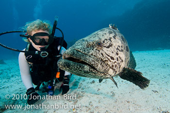 Potato Grouper [Epinephelus tukula]