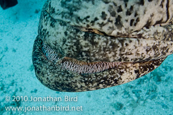 Potato Grouper [Epinephelus tukula]