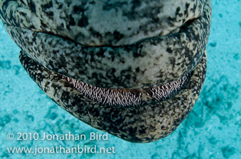 Potato Grouper [Epinephelus tukula]