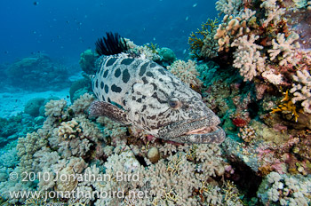 Potato Grouper [Epinephelus tukula]