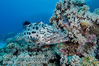 Potato Grouper [Epinephelus tukula]