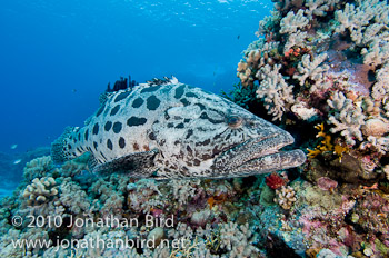 Potato Grouper [Epinephelus tukula]