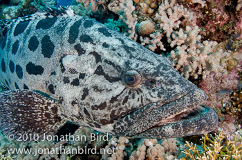 Potato Grouper [Epinephelus tukula]