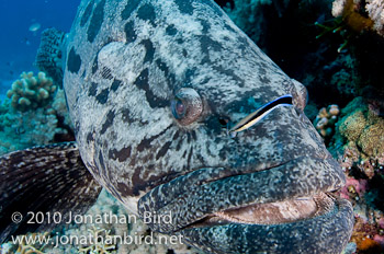 Potato Grouper [Epinephelus tukula]