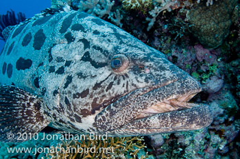 Potato Grouper [Epinephelus tukula]