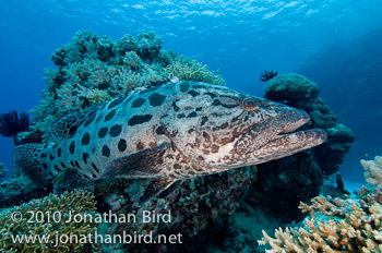 Potato Grouper [Epinephelus tukula]