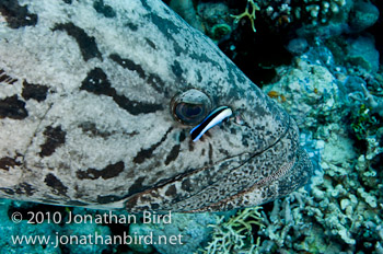 Potato Grouper [Epinephelus tukula]