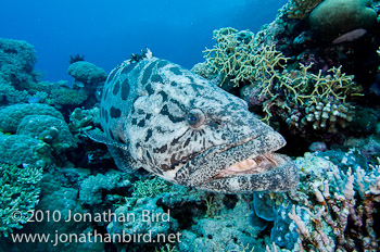 Potato Grouper [Epinephelus tukula]