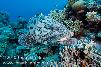 Potato Grouper [Epinephelus tukula]