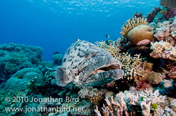 Potato Grouper [Epinephelus tukula]