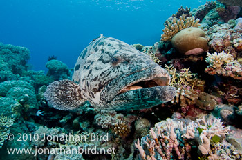 Potato Grouper [Epinephelus tukula]