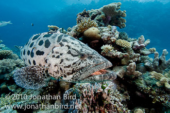 Potato Grouper [Epinephelus tukula]