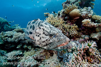 Potato Grouper [Epinephelus tukula]