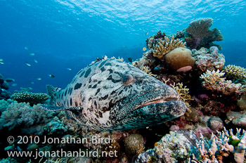 Potato Grouper [Epinephelus tukula]