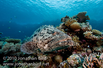 Potato Grouper [Epinephelus tukula]