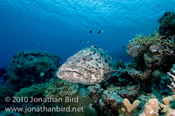 Potato Grouper [Epinephelus tukula]