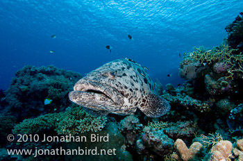 Potato Grouper [Epinephelus tukula]