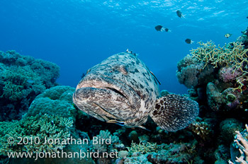 Potato Grouper [Epinephelus tukula]