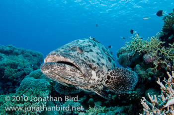 Potato Grouper [Epinephelus tukula]