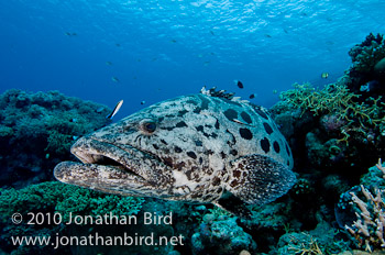 Potato Grouper [Epinephelus tukula]