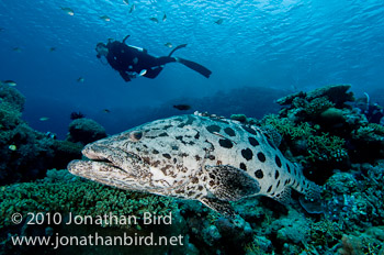 Potato Grouper [Epinephelus tukula]