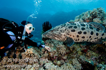 Potato Grouper [Epinephelus tukula]