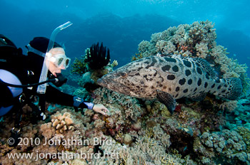 Potato Grouper [Epinephelus tukula]