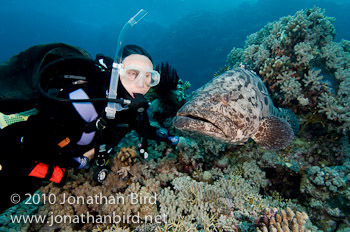 Potato Grouper [Epinephelus tukula]